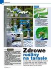 Zdrowe rośliny na tarasie