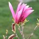Magnolia. Przesadzamy magnolię - jak zrobić to dobrze Magnolia. Przesadzamy magnolię - jak zrobić to dobrze